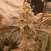 Lets Test some Strains