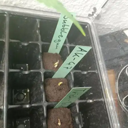 Lets Test some Strains