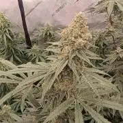 Lets Test some Strains