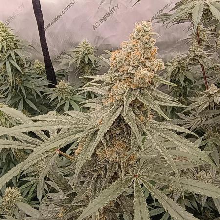 Lets Test some Strains