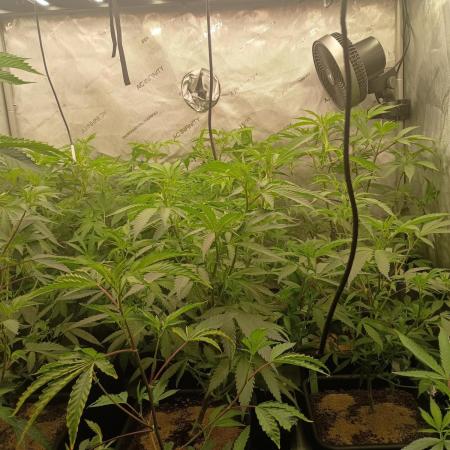 Lets Test some Strains