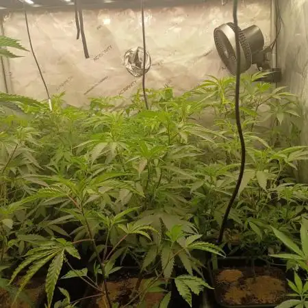 Lets Test some Strains