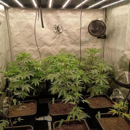 Lets Test some Strains