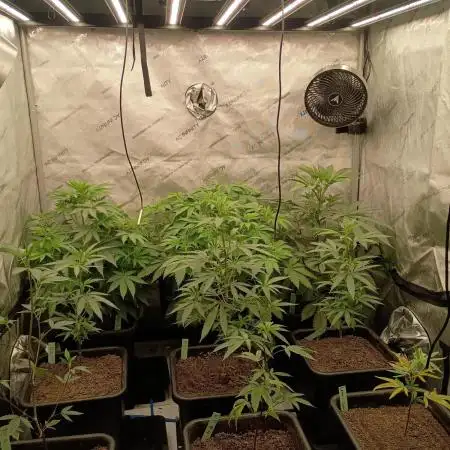 Lets Test some Strains