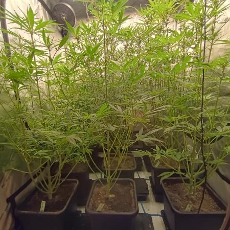 Fullgas vs Exodus Cheese