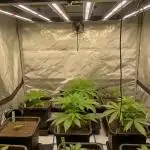 Fullgas vs Exodus Cheese