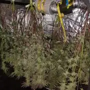 Fullgas vs Exodus Cheese