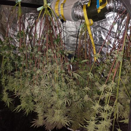 Fullgas vs Exodus Cheese