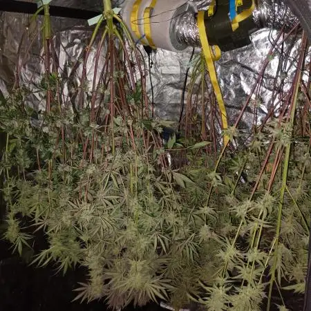 Fullgas vs Exodus Cheese