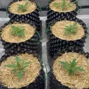 Fastbuds
