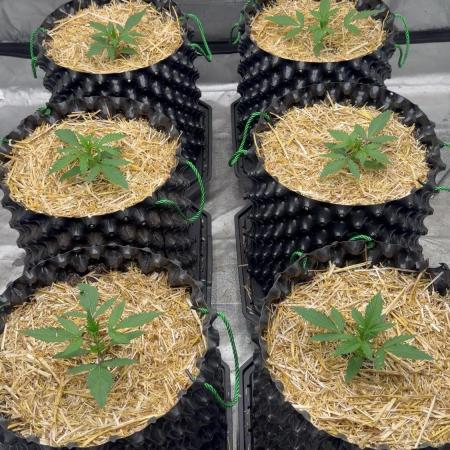Fastbuds