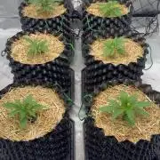 Fastbuds