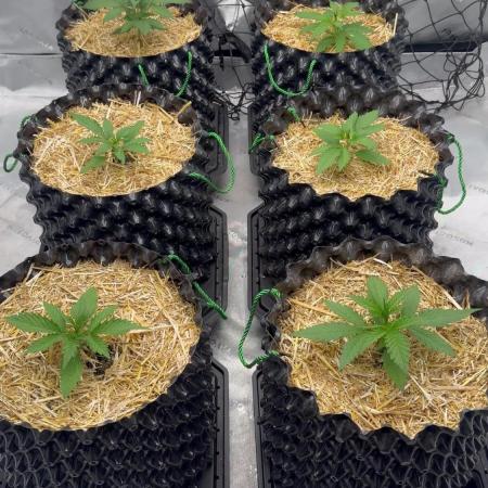 Fastbuds