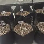 Mr175budman ( 42Fastbuds)
