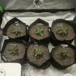Mr175budman ( 42Fastbuds)
