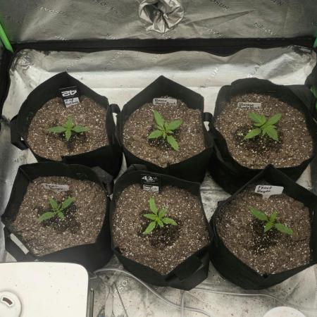 Mr175budman ( 42Fastbuds)