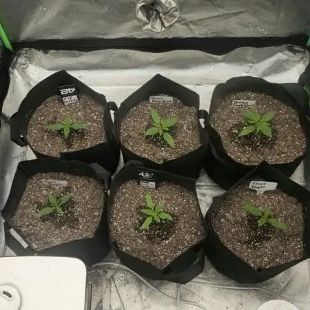 Mr175budman ( 42Fastbuds)