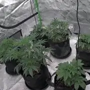 Mephisto genetics
