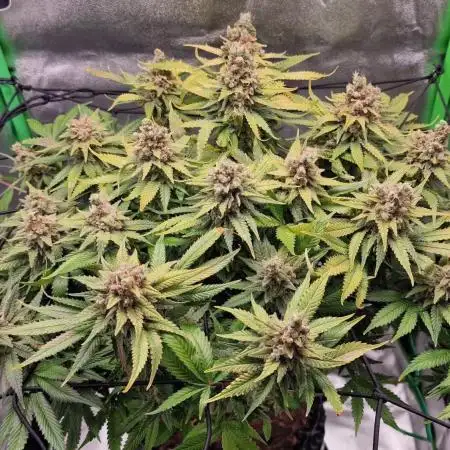 First indoor grow, second overall