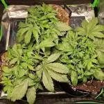 Durchlauf #2 | 3x Fastbuds
