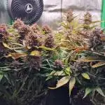 Durchlauf #2 | 3x Fastbuds