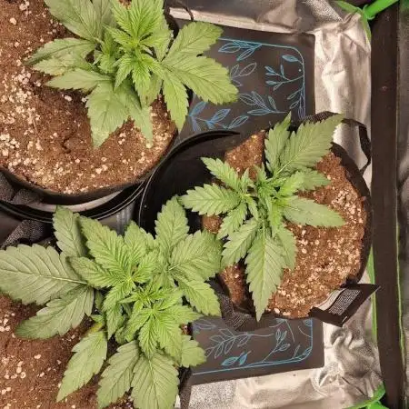 Durchlauf #2 | 3x Fastbuds