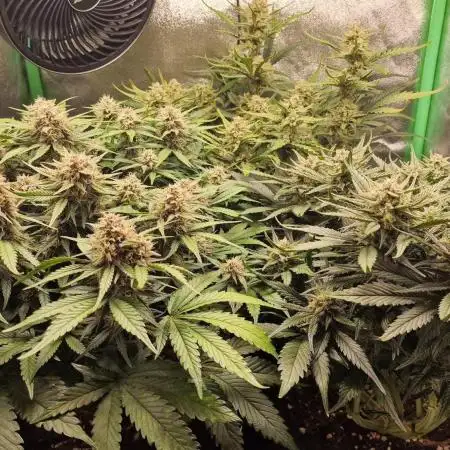 Durchlauf #2 | 3x Fastbuds