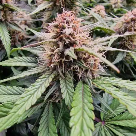 Durchlauf #2 | 3x Fastbuds