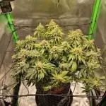 First indoor grow, second overall