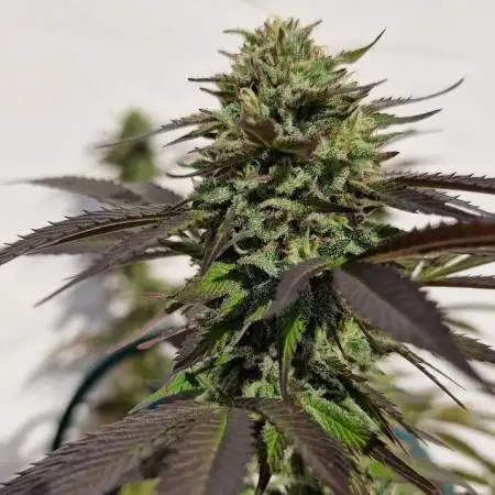 First indoor grow, second overall