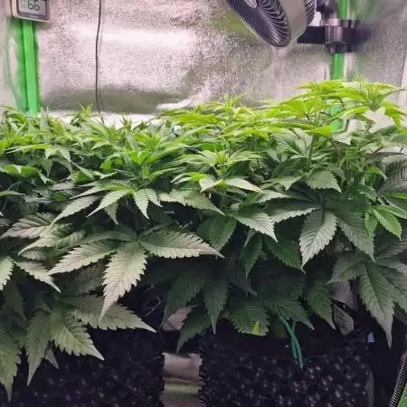 First indoor grow, second overall