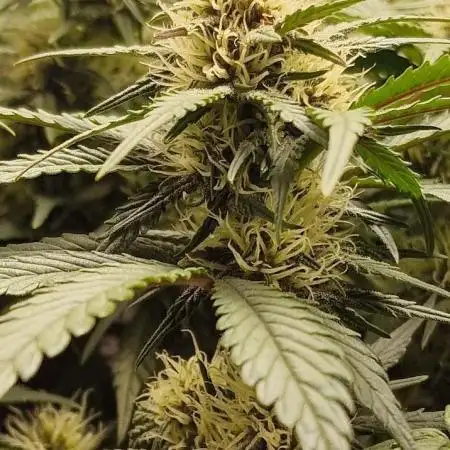 Durchlauf #2 | 3x Fastbuds