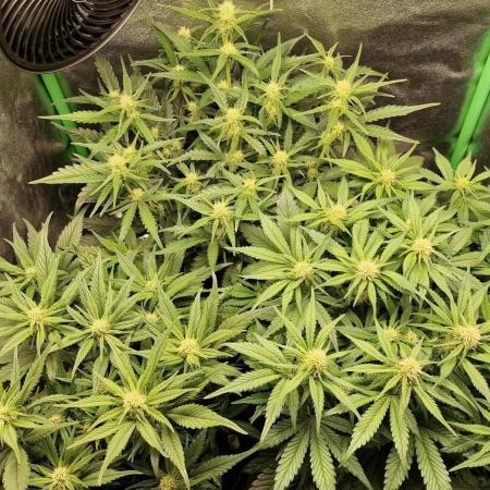 Durchlauf #2 | 3x Fastbuds