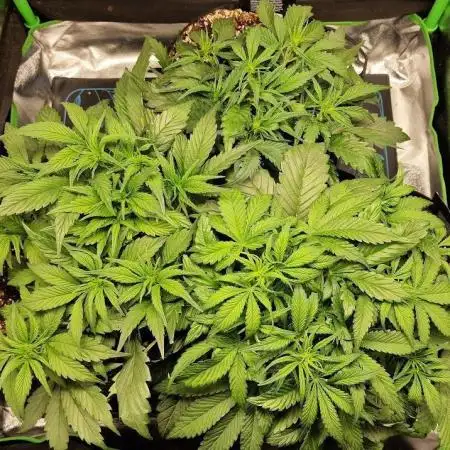 Durchlauf #2 | 3x Fastbuds