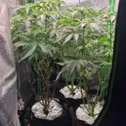 2x Blueberry Muffin, 1x Gorilla Cookies