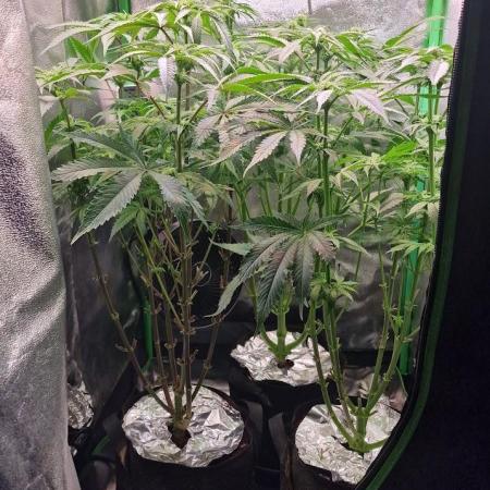 2x Blueberry Muffin, 1x Gorilla Cookies
