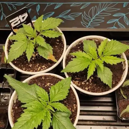 2x Blueberry Muffin, 1x Gorilla Cookies