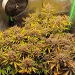 Durchlauf #2 | 3x Fastbuds