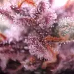 Durchlauf #2 | 3x Fastbuds