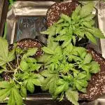 Durchlauf #2 | 3x Fastbuds