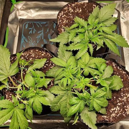 Durchlauf #2 | 3x Fastbuds