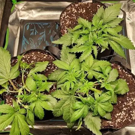 Durchlauf #2 | 3x Fastbuds