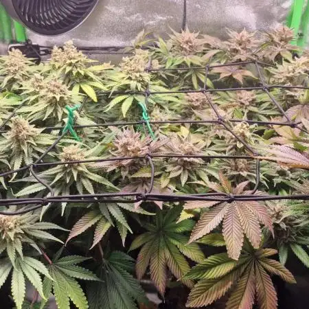 First indoor grow, second overall