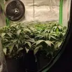 Durchlauf #2 | 3x Fastbuds