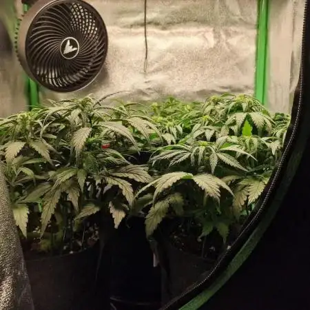 Durchlauf #2 | 3x Fastbuds