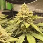 First indoor grow, second overall