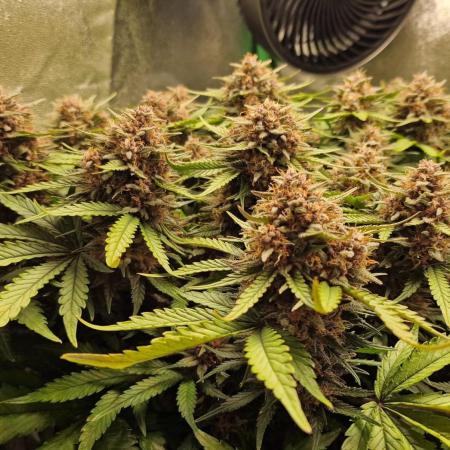 Durchlauf #2 | 3x Fastbuds