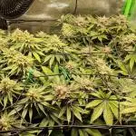 First indoor grow, second overall