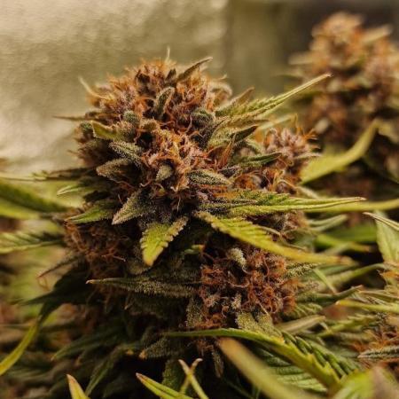 Durchlauf #2 | 3x Fastbuds