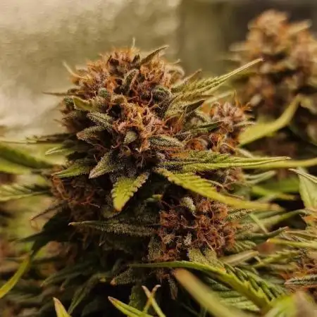 Durchlauf #2 | 3x Fastbuds